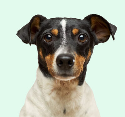 dog-green-bg