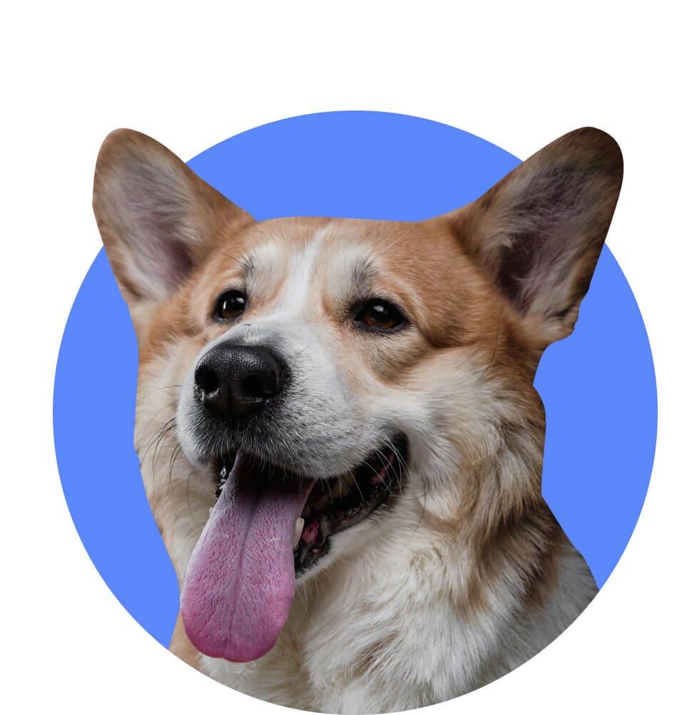 Happy dog