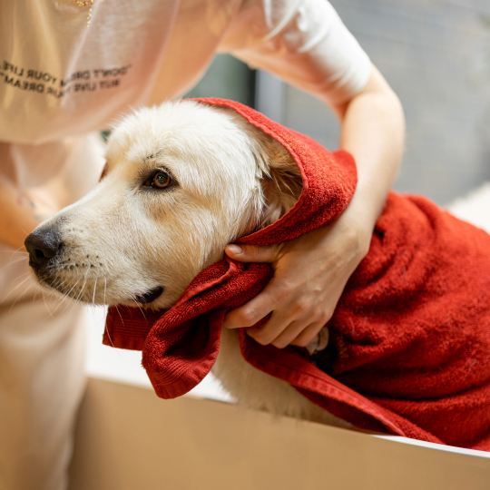 Pet care opportunities